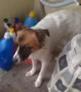 juju
