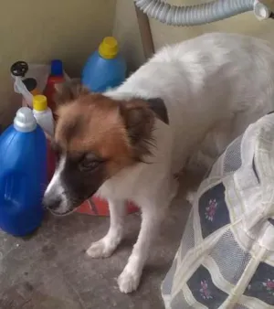Cachorro raça lulu palmeron com outra que nao lembro idade  nome juju