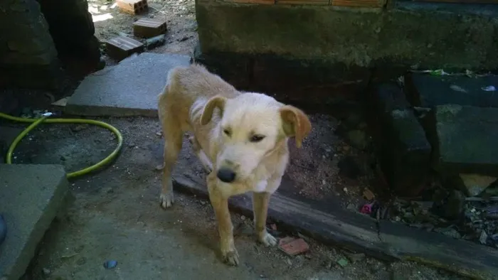 Cachorro ra a Viralata idade 1 ano nome Pangaré