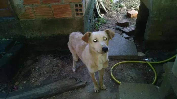 Cachorro ra a Viralata idade 1 ano nome Pangaré