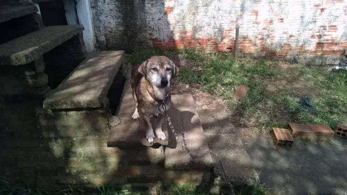 Cachorro ra a Viralata idade 1 ano nome Pretinha