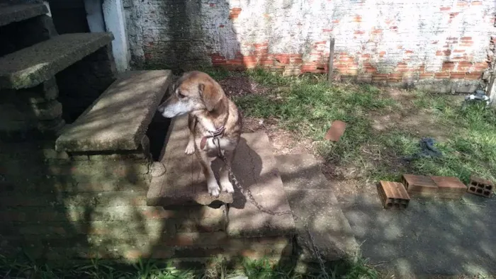 Cachorro ra a Viralata idade 1 ano nome Pretinha