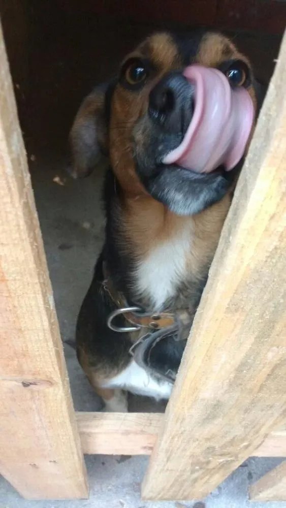 Cachorro ra a Vira lata idade 1 ano nome Bob