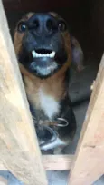 Bob