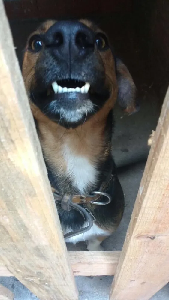Cachorro ra a Vira lata idade 1 ano nome Bob