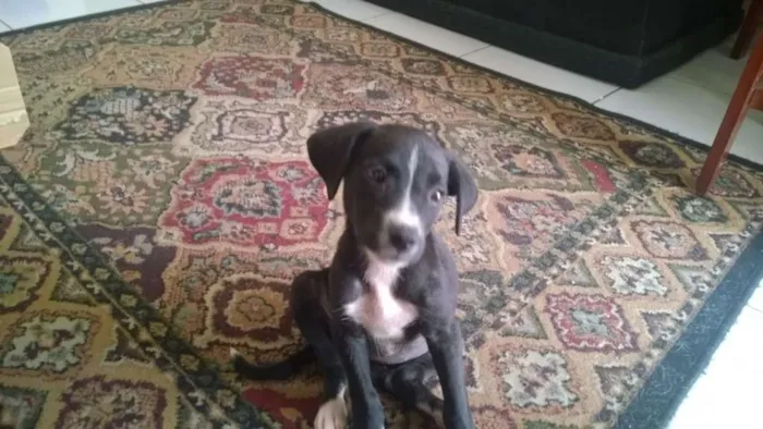 Cachorro raça SRD idade Abaixo de 2 meses nome Sem nome