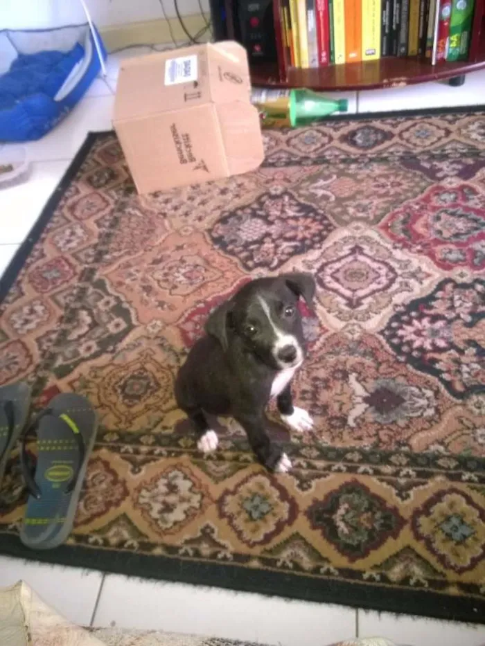 Cachorro raça SRD idade Abaixo de 2 meses nome Sem nome