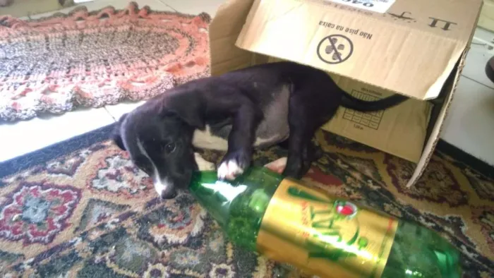 Cachorro raça SRD idade Abaixo de 2 meses nome Sem nome