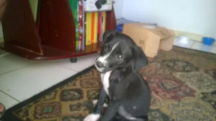 Cachorro raça SRD idade Abaixo de 2 meses nome Sem nome