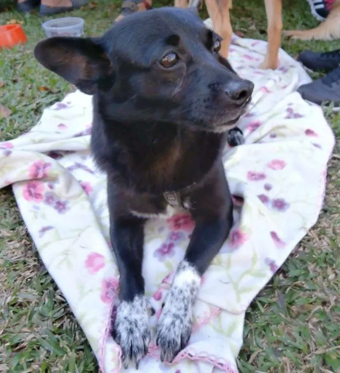 Cachorro ra a SRD idade 4 anos nome Ioio