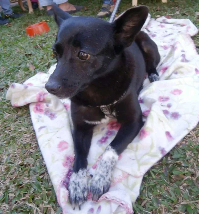 Cachorro ra a SRD idade 4 anos nome Ioio