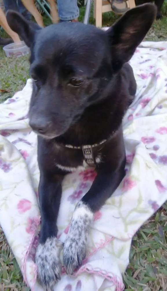 Cachorro ra a SRD idade 4 anos nome Ioio