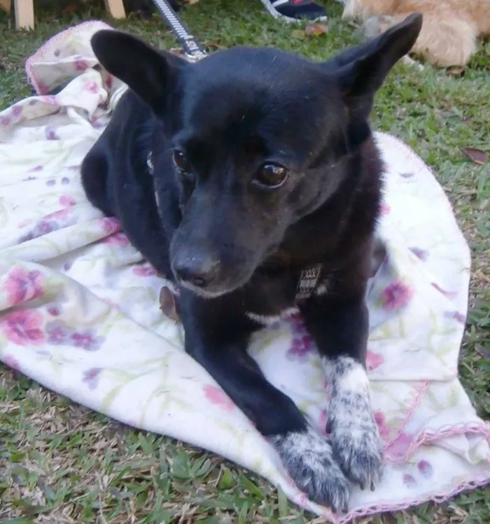Cachorro ra a SRD idade 4 anos nome Ioio