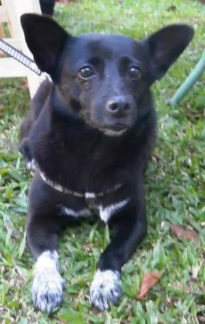 Cachorro raça SRD idade 4 anos nome Ioio