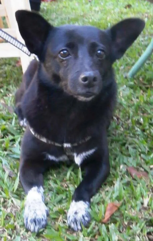 Cachorro ra a SRD idade 4 anos nome Ioio