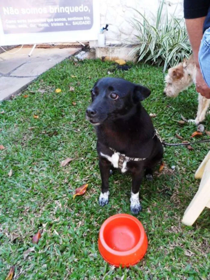 Cachorro ra a SRD idade 4 anos nome Ioio