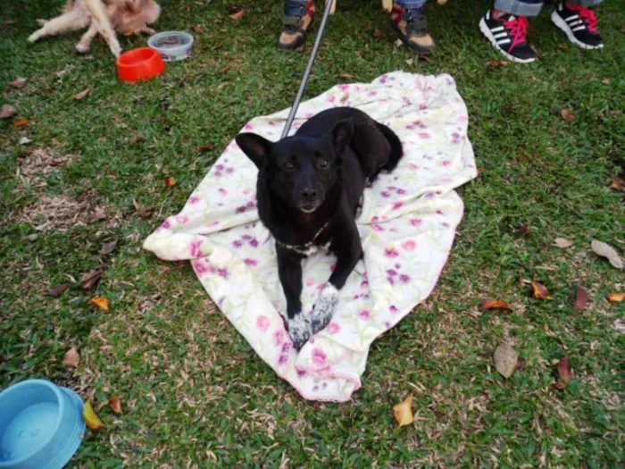 Cachorro ra a SRD idade 4 anos nome Ioio