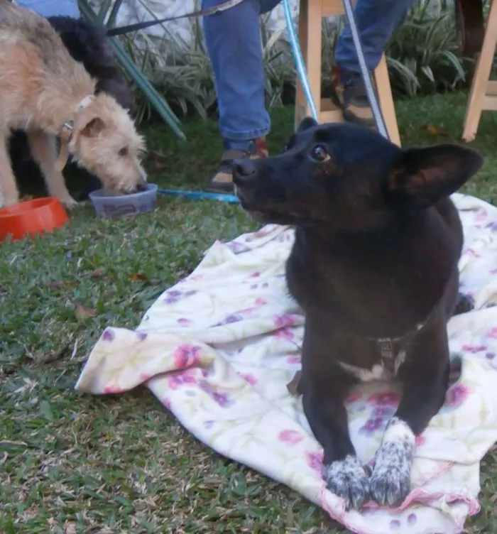Cachorro ra a SRD idade 4 anos nome Ioio