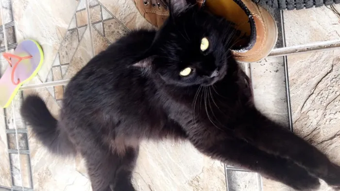 Gato ra a Siamês  idade 1 ano nome Vilma Tereza 