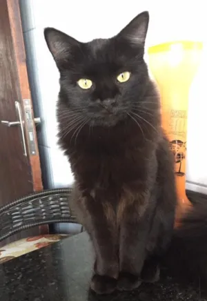 Gato raça Siamês  idade 1 ano nome Vilma Tereza 