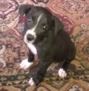 Cachorro raça SRD idade Abaixo de 2 meses nome Sem nome