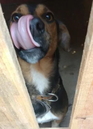 Cachorro raça Vira lata idade 1 ano nome Bob