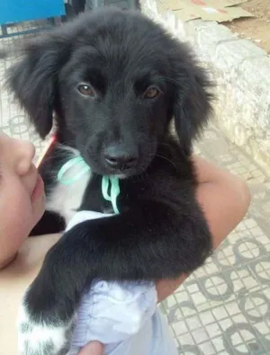 Cachorro raça srd idade 2 a 6 meses nome Maicon Douglas