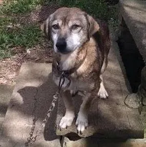 Cachorro ra a Viralata idade 1 ano nome Pretinha