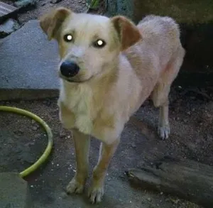 Cachorro raça Viralata idade 1 ano nome Pangaré