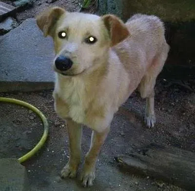 Cachorro ra a Viralata idade 1 ano nome Pangaré