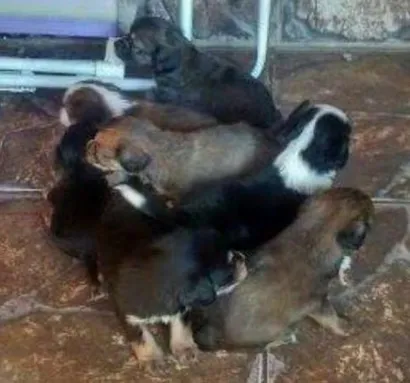 Cachorro raça Pinscher idade Abaixo de 2 meses nome sem nome