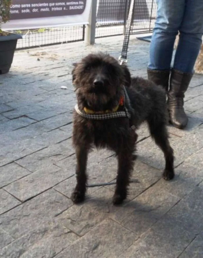 Cachorro ra a srd idade 1 ano nome Suri