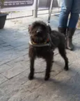 Suri