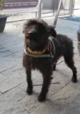 Suri