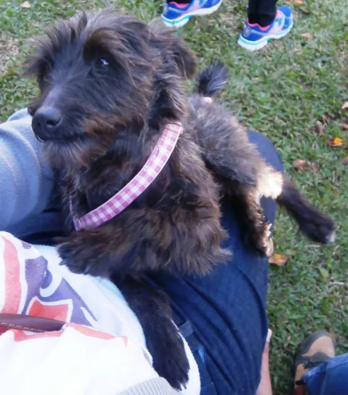 Cachorro ra a srd idade 1 ano nome Suri