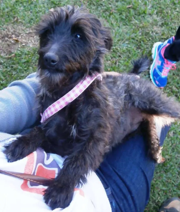 Cachorro ra a srd idade 1 ano nome Suri
