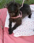 Suri