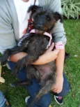 Suri