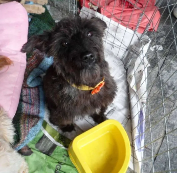 Cachorro ra a srd idade 1 ano nome Suri