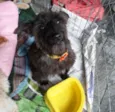 Suri
