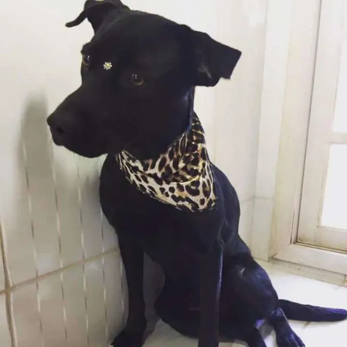 Cachorro ra a Labrador com viralata idade 2 anos nome Preta