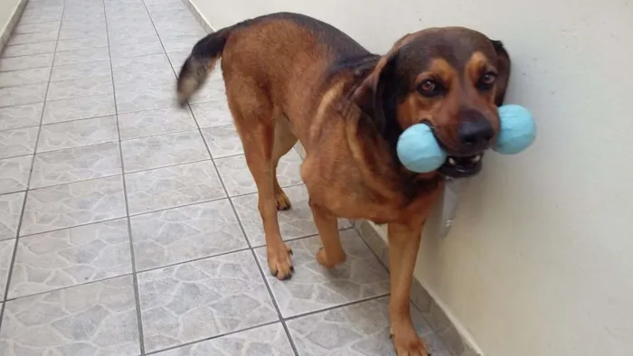 Cachorro ra a Srd idade 6 ou mais anos nome Kiko