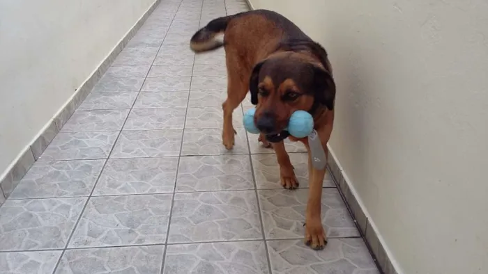 Cachorro ra a Srd idade 6 ou mais anos nome Kiko