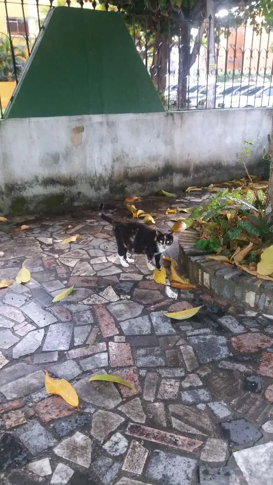 Gato raça vira lata idade 7 a 11 meses nome Não tem