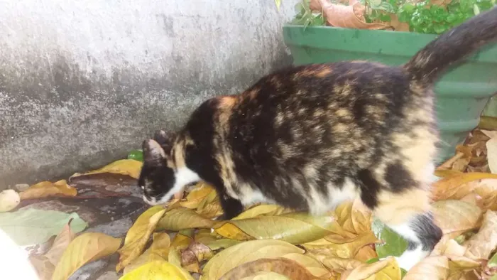 Gato raça vira lata idade 7 a 11 meses nome Não tem