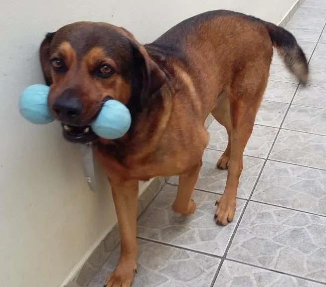 Cachorro ra a Srd idade 6 ou mais anos nome Kiko