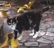 Gato raça vira lata idade 7 a 11 meses nome Não tem