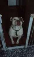 Pablo