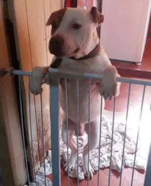 Cachorro raça Pitbull idade 5 anos nome Pablo