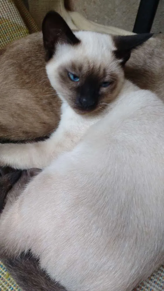 Gato ra a Siamês idade 2 a 6 meses nome Mel